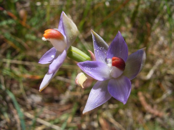 Thelymitra brevifolia