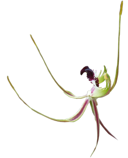 Arachnorchis tentaculata