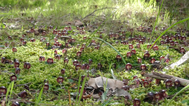 Corysanthes diemenica